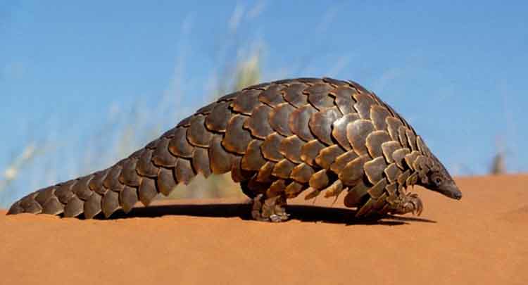 O-que-é-Pangolim-curiosidades-sobre-os-pangolins.jpg