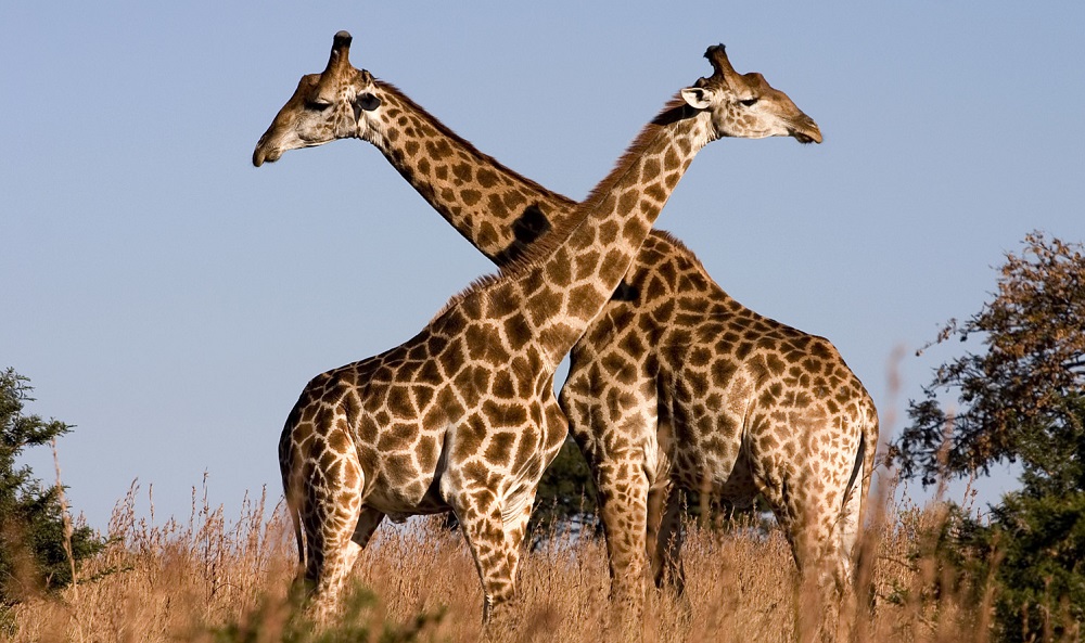 girafas.jpg