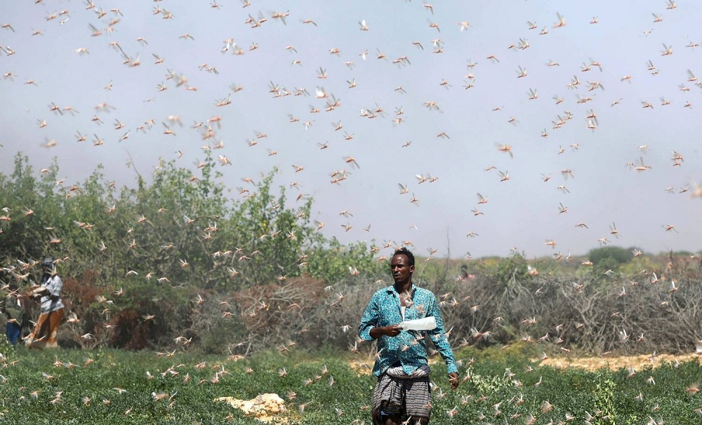 somalia-gafanhoto-22122019161751272.jpg