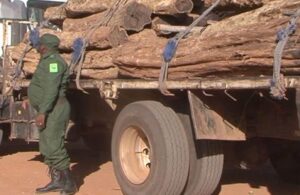 Roubo de madeira nos últimos 3 meses prejudica o Estado moçambicano  em 1 milhão de meticais