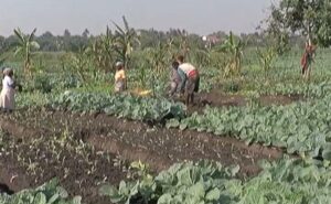 Extensionistas procuram práticas alternativas ao uso de pesticidas poluentes