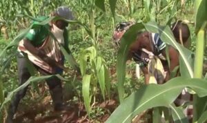 Agricultores em Cabo Delgado frustrados por falta de mercado para comercializar os produtos