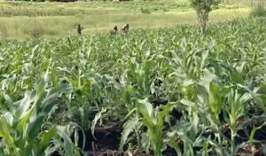 Praga devasta mil hectares de arroz e milho na Zambézia