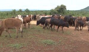 Cerca de vinte e dois mil e quinhentos bovinos vão ser vacinados contra carbúnculo hepático