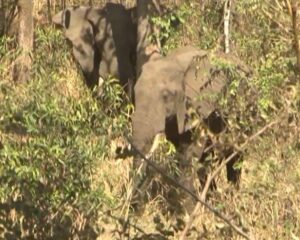 Cresce crimes contra o ambiente no Niassa: quarenta e cinco processos no ano passado