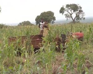 Conflito Homem-animal: elefantes devastam culturas em Namaacha, Maputo