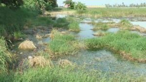 Produtos químicos podem estar a prejudicar produção de arroz na Beira