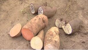 Produção de variedades de batata-doce está a melhorar dieta alimentar e renda familiar