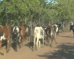 Animais ferozes devoram gado em Gaza