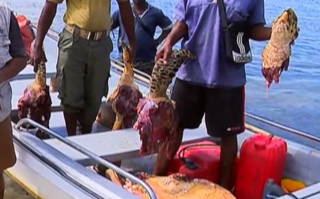 Em Cabo Delgado Há Chacina De Tartarugas Marinhas No Parque Nacional Das Quirimbas Tvm 6103