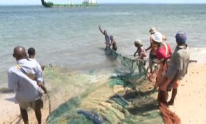 Período de veda: Apreendidas seis toneladas de caranguejo e uma de camarão de superfície