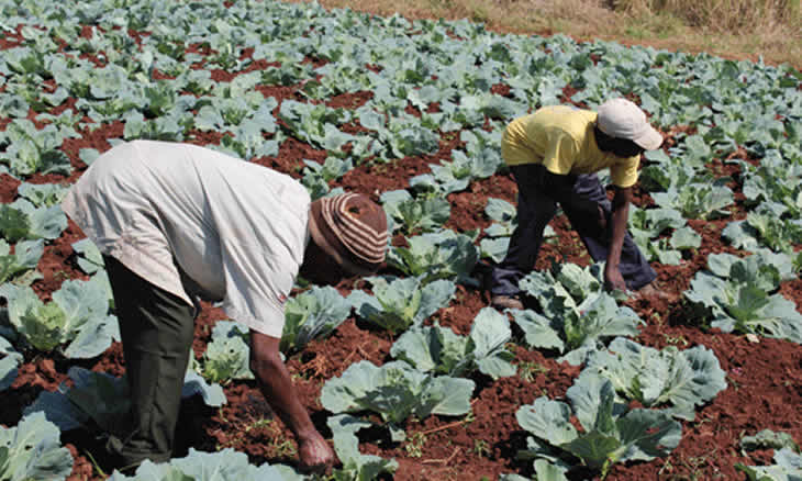 AGRICULTURA.jpg