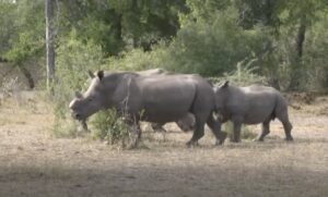 Conservação da biodiversidade: Presidente Nyusi quer acção cojunta contra a caça furtiva