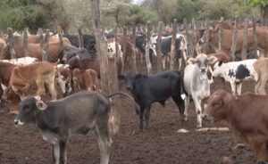 Surto de carraças em Guijá: Autoridades  suspendem comercialização do gado bovino