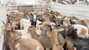 Moamba quer ter mais gado caprino