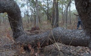 Crimes contra fauna e flora: Trinta e quatro  pessoas detidas este ano No Parque Nacional de Gilé