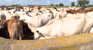 Água para gado:Mapai e Mabalane têm reserva suficiente para nove meses