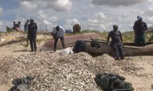 Fiscalização pesqueira: Apreendidas quatro embarcações na Cidade da Beira