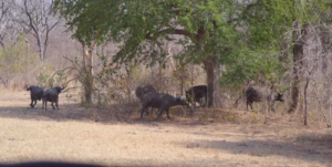 Conflito homem-fauna ainda preocupante no Niassa