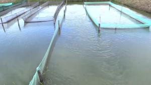 Exploração da aquacultura no Niassa em níveis insatisfatórios