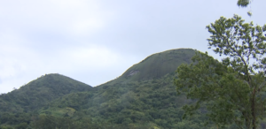 Monte Mabo na Zambézia: Descoberta vasta gama de biodiversidade de fauna e flora