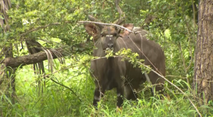 Parque Nacional de Zinave: Falta de infra-estruturas para acomodação retrai turistas