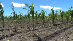 Silos de Malema,  em Nampula vazios: Faltam cereais e outros produtos para viabilizar o uso