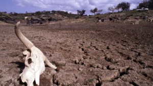 Fome afecta duzentas mil pessoas: A crise alimentar deve-se à falta de chuva no Sul e Centro do país