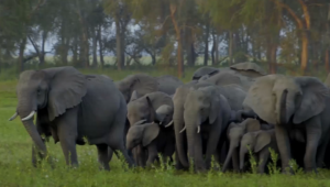 Parque Nacional da Gorongosa: Residentes da zona Tampão envolvidos na conservação da biodiversidade