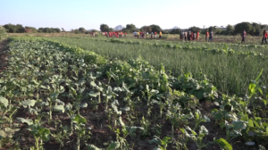 Rio Luenha no distrito de Guro: Agricultores trabalham nas zonas baixas para suprir as necessidades alimentares