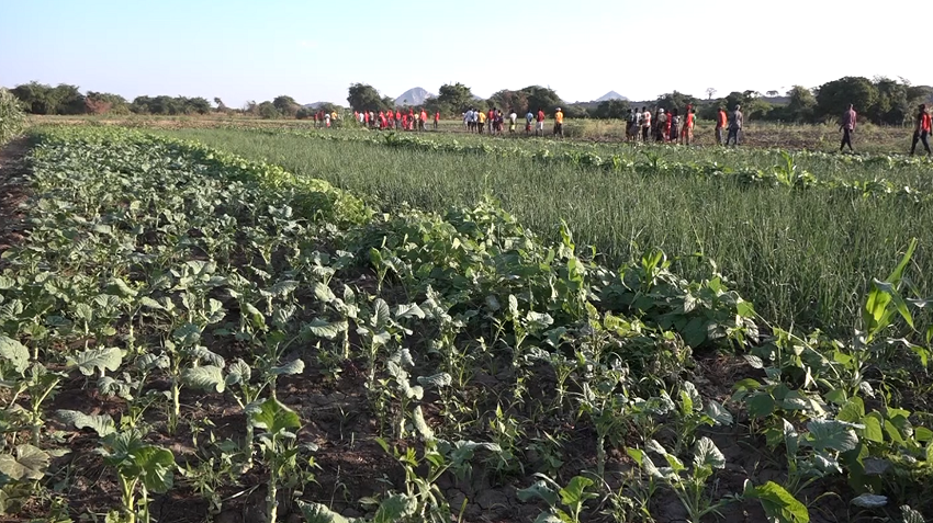 Rio Luenha no distrito de Guro: Agricultores trabalham nas zonas baixas para suprir as necessidades alimentares