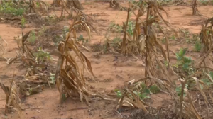 Apoio à agricultura em Inhambane: Camponeses recebem sementes e pesticidas