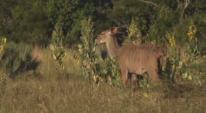 Serra da Gorongosa: Condições agroecológicas favorecem a produção de alimentos e de café