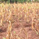 Impacto do Fenómeno El Niño: Mais de 55 mil pessoas sob ameaça de fome em Inhambane