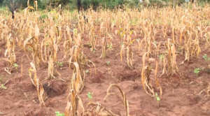 Impacto do Fenómeno El Niño: Mais de 55 mil pessoas sob ameaça de fome em Inhambane